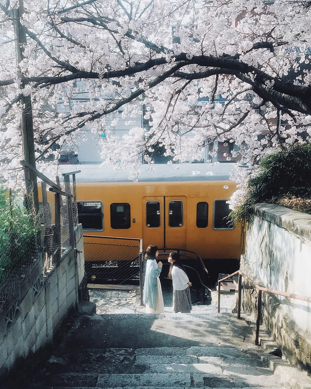 岩仓诗织 樱花与电车